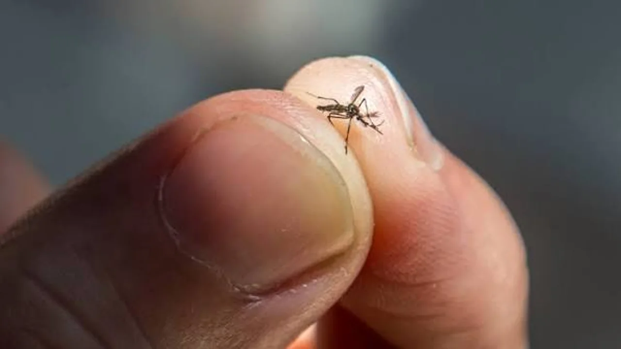 Sivrisineklere Karşı Yeni Teknoloji: Otonom Mikro Dronlar 1 sivrisineklere karsi yeni teknoloji otonom mikro dronlar.webp